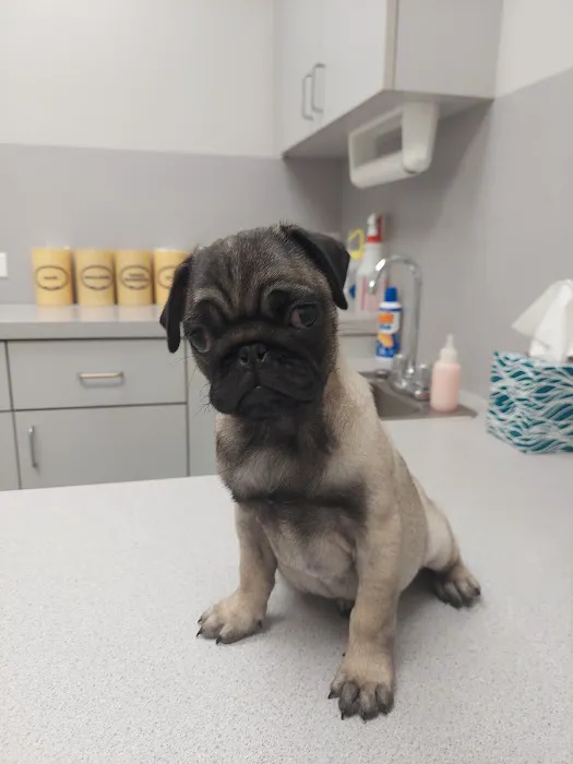 Wellborn Road Veterinary Medical Center 12
