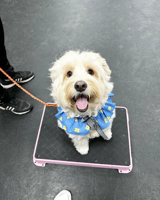 Waggie Pet Zone 12