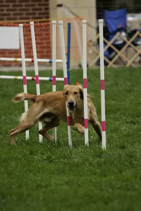 Waggie Pet Zone 12