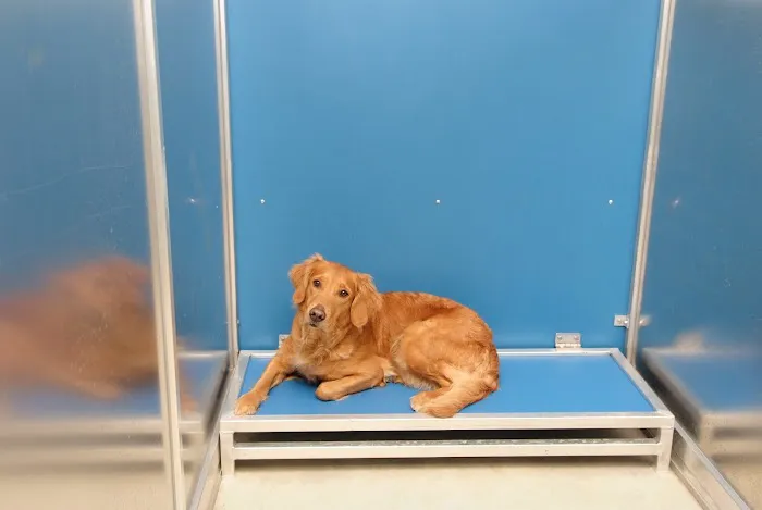 Waggie Pet Zone 12