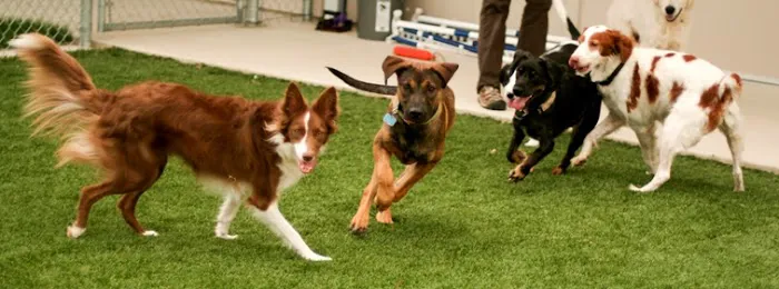 Waggie Pet Zone 12