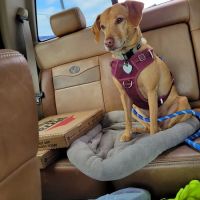 Highway 30 Veterinary Clinic ico