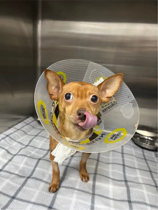 Summit Veterinary Hospital 12