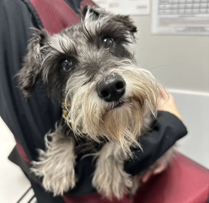 Summit Veterinary Hospital 12