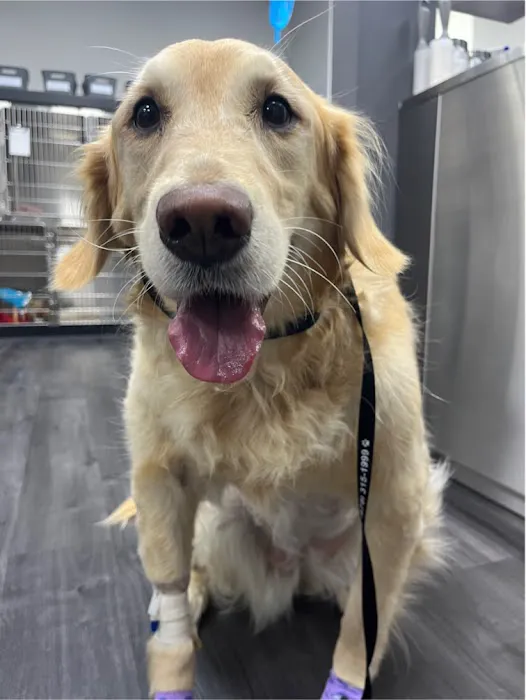 Summit Veterinary Hospital 12
