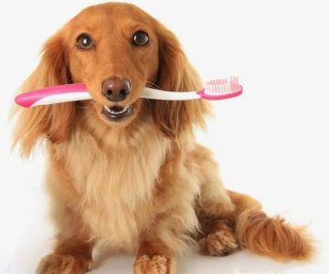 Van Stavern Small Animal Hospital