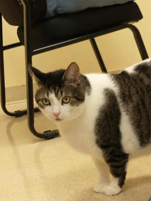 Van Stavern Small Animal Hospital 12