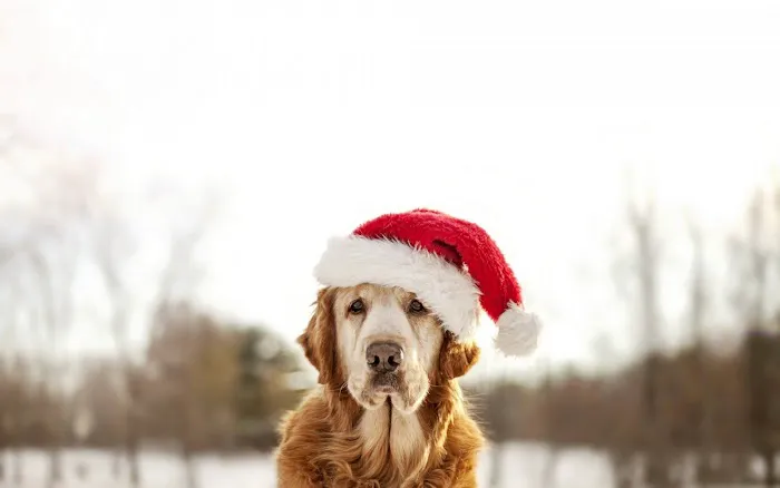 Van Stavern Small Animal Hospital 12