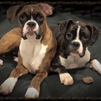 Simonson Veterinary Services ico