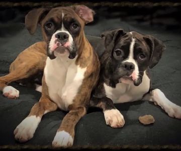 Simonson Veterinary Services