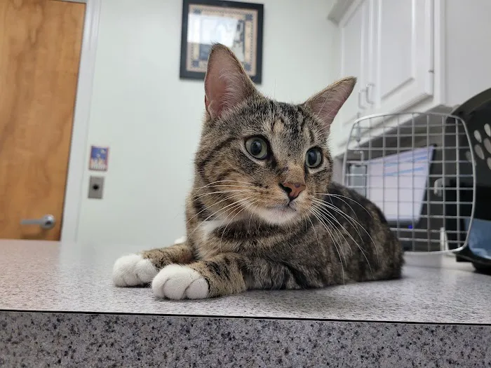 All Pets Veterinary Medical Center 12