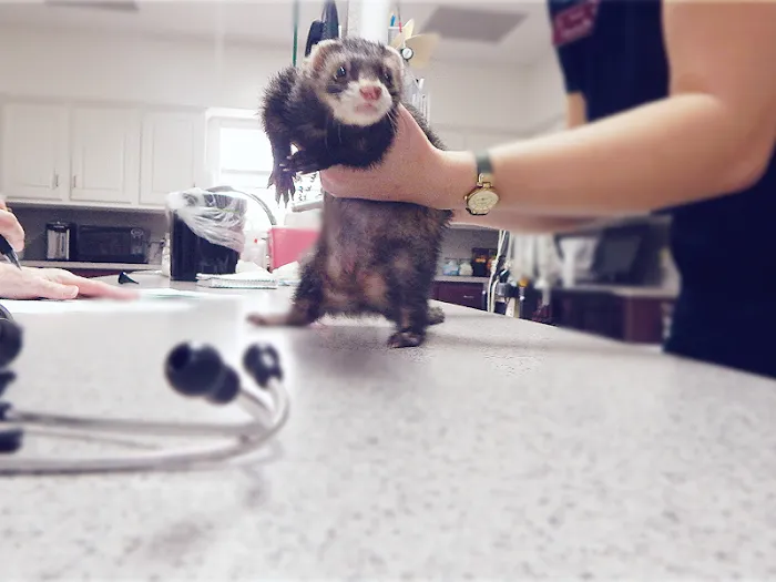 All Pets Veterinary Medical Center 12