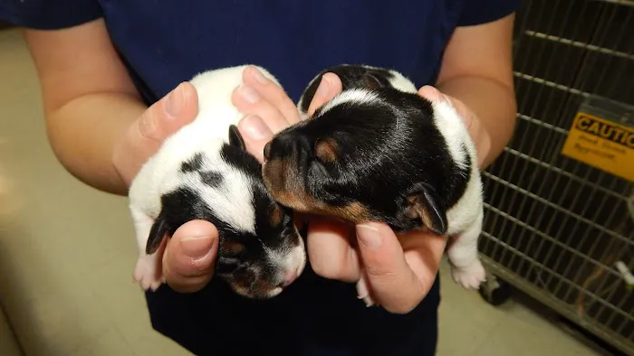 All Pets Veterinary Medical Center 12