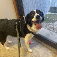 Southwood Valley Animal Hospital ico