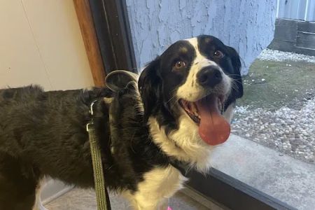Southwood Valley Animal Hospital