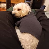 Anderson Ridge Veterinary Hospital ico