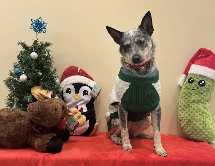 Vetco Total Care Animal Hospital 12