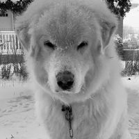 Vetco Total Care Animal Hospital ico