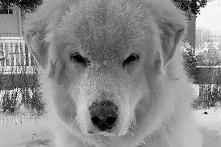 Vetco Total Care Animal Hospital