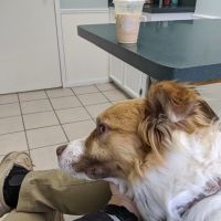 College Hills Veterinary Hospital ico