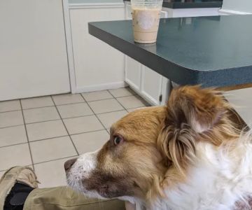 College Hills Veterinary Hospital
