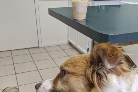 College Hills Veterinary Hospital