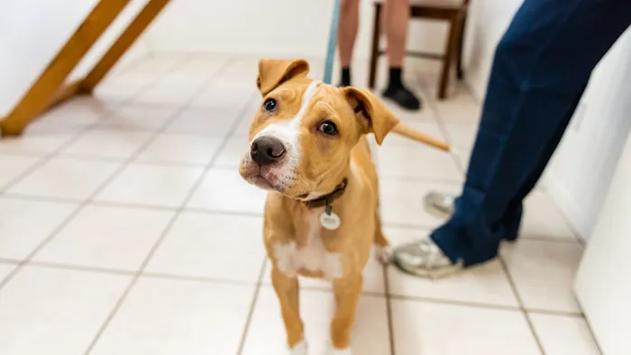 College Hills Veterinary Hospital 12