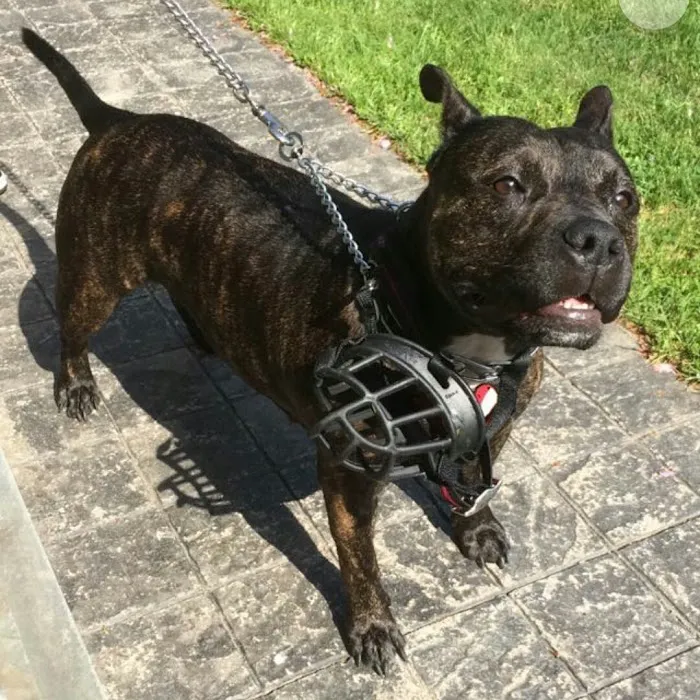 Bay Shore Animal Hospital: Terrel Barbara DVM 2