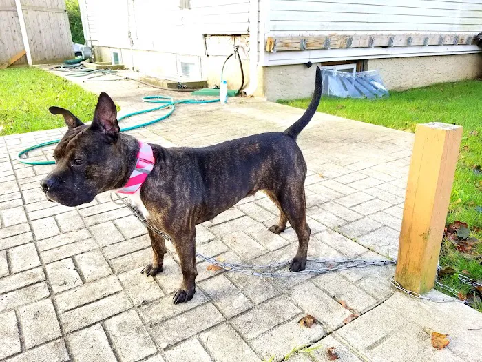 Bay Shore Animal Hospital: Terrel Barbara DVM 1