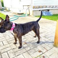 Bay Shore Animal Hospital: Terrel Barbara DVM ico
