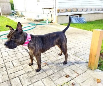 Bay Shore Animal Hospital: Terrel Barbara DVM