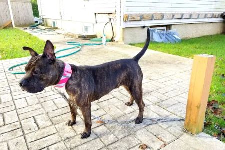 Bay Shore Animal Hospital: Terrel Barbara DVM