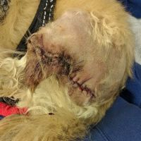 Bay Shore Animal Hospital ico