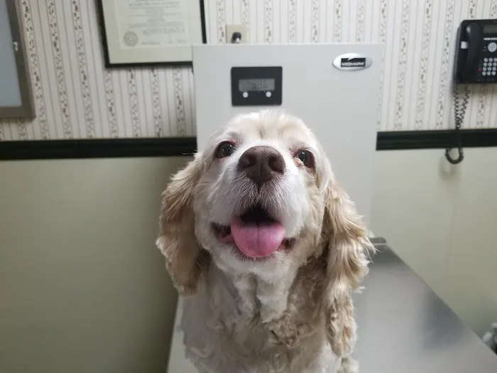 Bay Shore Animal Hospital 2