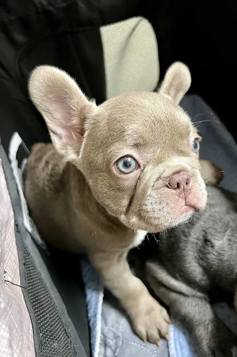 Bay Shore Animal Hospital 5