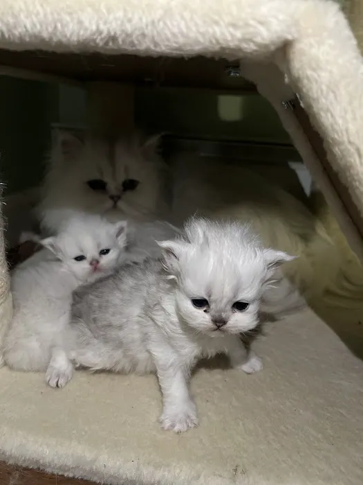 Cute Paws Cattery of New York 1