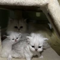 Cute Paws Cattery of New York ico