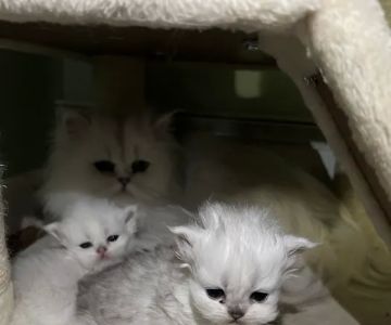 Cute Paws Cattery of New York