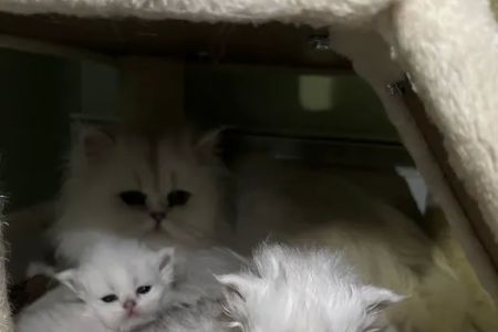 Cute Paws Cattery of New York