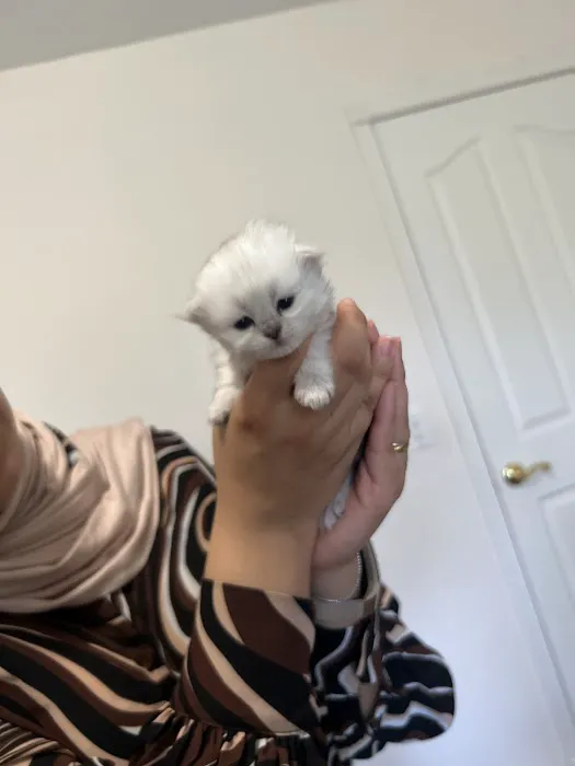 Cute Paws Cattery of New York 4
