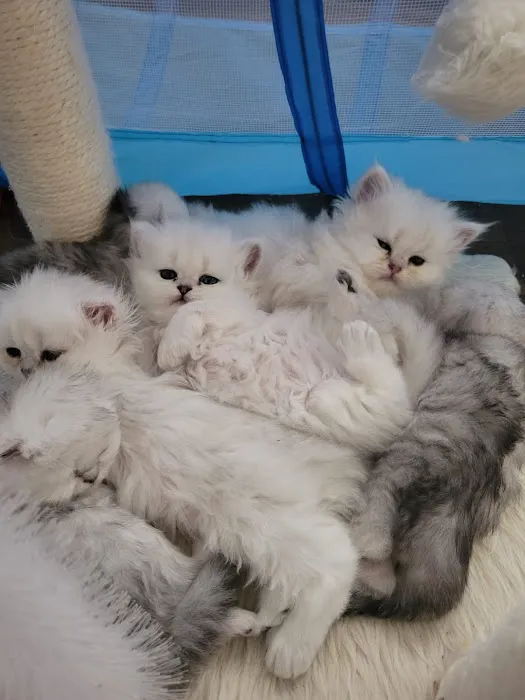 Cute Paws Cattery of New York 6
