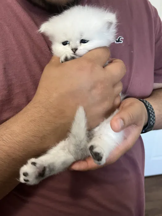Cute Paws Cattery of New York 5