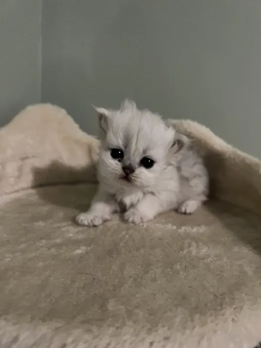 Cute Paws Cattery of New York 2