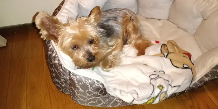 Islip Animal Hospital 3
