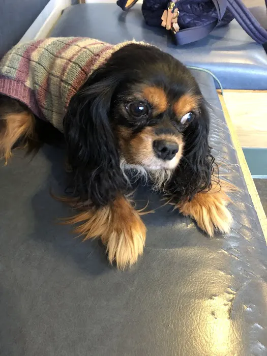 Atlantic Coast New York Veterinary Specialists 4
