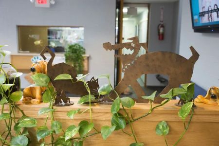 Atlantic Coast New York Veterinary Specialists