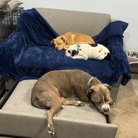 Three Village Veterinary Hospital ico