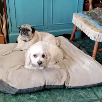 Corner Animal Hospital ico