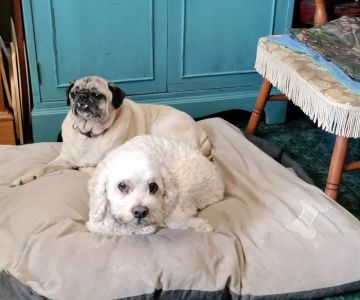 Corner Animal Hospital