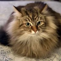 Just Cats Health Care ico
